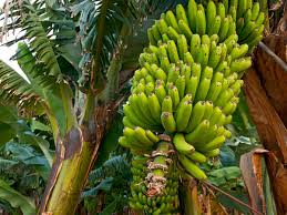Compared to the ordinary banana trees that can reach up to 15 meters high. 3 000 Year Old Teeth Indicate Prehistoric Humans Brought Banana Plants To Remote Pacific Islands The Independent The Independent