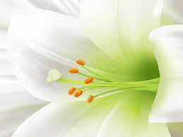 Download and use 100,000+ beautiful flowers stock photos for free. A List Of The Most Beautiful Easter Wallpapers Flower Images Wallpapers White Lily Flower Flower Desktop Wallpaper
