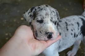 The long head is rectangular in shape. View Ad Great Dane Puppy For Sale Near Indiana Spencer Usa Adn 12261
