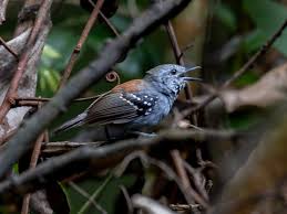 Image result for Scolopia rhamniphylla