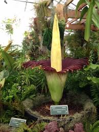 Every corpse lotus has a single bulbous flower in its center, similar in shape to a lotus flower. Corpse Flower In Bloom Izobrazhenie Marie Selby Botanical Gardens Sarasota Tripadvisor