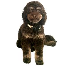 Parents - Kokopelli Cockapoos