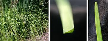 Immediately stick it into the prepared planting medium and bury. Garlic Chives Allium Tuberosum Wisconsin Horticulture