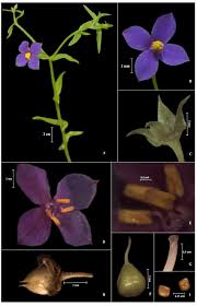 Image result for Exacum