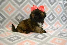 Gracie Lhasa Apso Puppy For Sale Near Springfield Missouri 7aa37ddc 5a01 Lhasa Apso Puppies Lhasa Apso Puppies For Sale