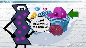 Plant cell are more consistent in size and shape and are surrounded by rigid cell wall, made up of cellulose. Endoplasmic Reticulum Lesson For Kids Definition Function Video Lesson Transcript Study Com
