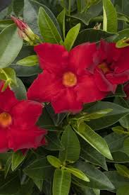 Image result for mandevilla obrázek