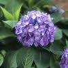 Let's dance rhythmic blue reblooming hydrangea (macrophylla) live shrub, blue or pink flowers let's dance rhythmic blue from proven winners let's dance rhythmic blue from proven winners flowers in early summer, then reblooms in late summer. Hydrangea Lets Dance Rave Buy Hydrangea Big Leaf Shrubs Online