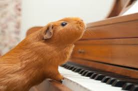 Malaysia will cull about 3,000 pigs in the borneo state of sabah as it races to curb the first african swine fever outbreak in the country. Are Guinea Pigs Really Pigs Wonderopolis