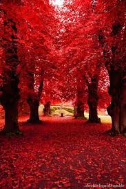 Red Trees Tumblr Beautiful Nature Beautiful Photos Of Nature Nature Photography