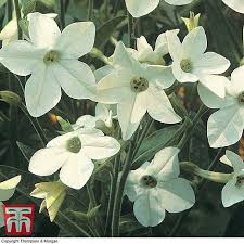 Check spelling or type a new query. Nicotiana X Sanderae Fragrant Cloud Seeds Thompson Morgan