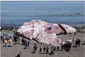Giant squid is the largest of all known squid species and the largest invertebrate on the planet. 160 Foot Giant Squid Hoax How Big Do They Really Get