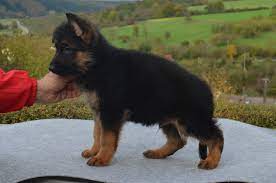 Your veterinary questions answered online in minutes. Von Calvo German Shepherd Puppies German Shepherd Puppies Puppies German Shepherd Breeders