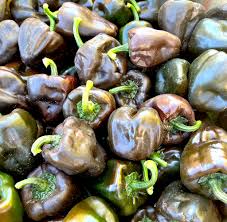 Image result for Capsicum annuum