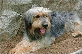 He is best known for his leading roles in the films the classic (2003), marathon (2005), tazza: Sapsali Dog Breed Information Images Characteristics Health
