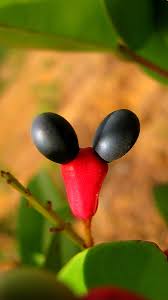 Image result for Ochnaceae