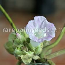 Image result for Argyreia