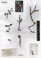 Image result for Viscum tuberculatum