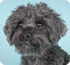 Cockapoo puppies for adoption in illinois. Chicago Il Cockapoo Meet Spike A Pet For Adoption