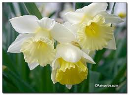 Narcissus Mount Hood Daffodil Daffodils Narcissus Garden Bulbs