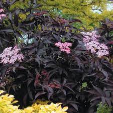 Check spelling or type a new query. Flowering Shrubs For Shade Gardens Hgtv
