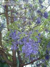 Image result for Bolusanthus speciosus