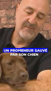🐶 Sans son chien, cet homme ne serait peut-être pas encore en vie. Parti  samedi dernier en forêt, à Isolaccio-di-Fiumorbo, en Haute-Corse, l'homme  de 49 ans fait une mauvaise chute qui lui fait perdre ...
