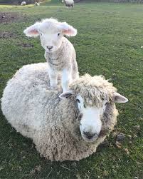 Nose And Her Little Lady Romney Romneysheep Romneyewe Romneylambs Sheepmoments Nosethesheep Rcrtubs Rcrs Cute Goats Cute Sheep Animals Beautiful