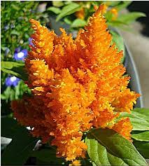 Orange Celosia Flowers Orange Flowers Trees To Plant Flowers