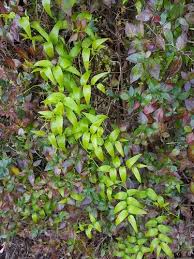 Image result for Asparagus asparagoides