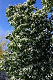 Image result for Cussonia zimmermannii