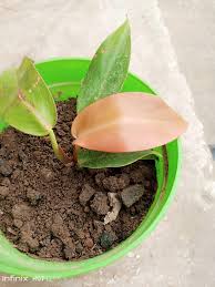 Image result for Stathmostelma spectabile