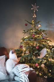 Christmas tree and cell phone. Christmas Tree Cat Decoration New Year Christmas Hd Mobile Wallpaper Peakpx