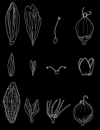 Image result for Stellaria mannii