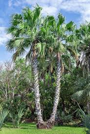 Image result for Hyphaene