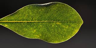 Image result for Pittosporum abyssinicum