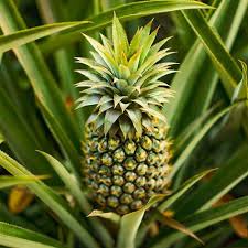 What is to be considered? Edible Indoor Pineapple Plant Ananas Comosus Yougarden