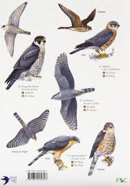 Buy Guide To British Birds Of Prey Chart Book Online At