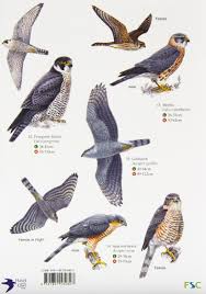 buy guide to british birds of prey chart book online at