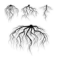 Tree Underground Roots Vector Plant Underground Roots Set Tree Root Black Illustration Of Plant Silhouette Root Vector Plant Black Png And Vector With Transp Tree With Roots Drawing Tree Roots Roots