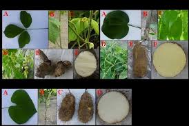 Image result for Dioscorea cayenensis