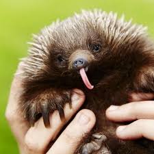 Echidnas Are Cute Weird Animals Australian Native Animals Cute Animals
