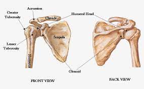 202) presents a broad concavity, the subscapular fossa. Bones Joints Of The Shoulder Shoulderdoc By Prof Blank Shoulder Blade Png Image Transparent Png Free Download On Seekpng