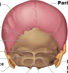 It consists of two major parts: Anatomy Back Of Skull 2 Diagram Quizlet