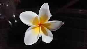 Kalachuchi Scientific Name Plumeria Flowers Eammaephotography Plumeria My Pictures Flowers