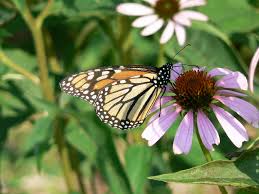 Hear plant care and more. Dnr Monarch Butterflies Winging Their Way North To Michigan