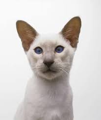 Lilac Point Siamese Cat in Front View. Prints from Universal Images Group