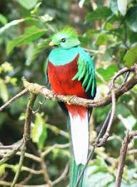 The highlands are also home to guatemala's national bird, the resplendent quetzal. Resplendent Quetzal Simple English Wikipedia The Free Encyclopedia