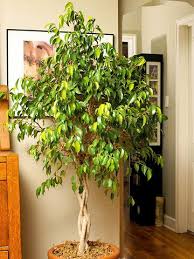 Looking For A Tough And Versatile Houseplant Look No Further Than A Ficus Indoor Trees Low Light Large Indoor Plants Indoor Trees