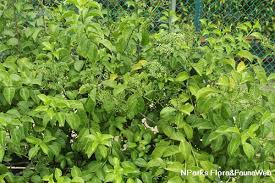 Image result for Psychotria ceratoloba